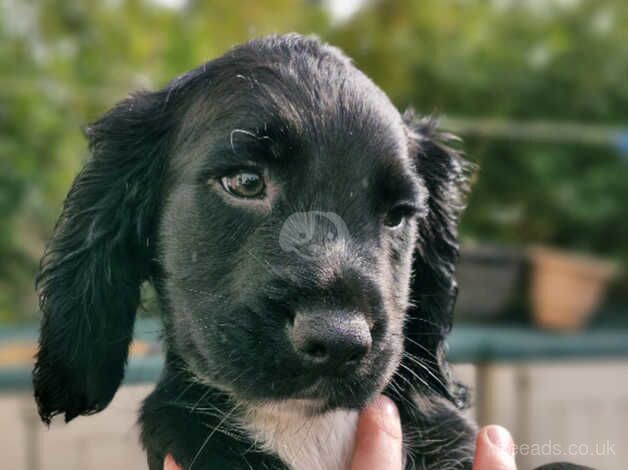 11 week old puppies for sale in Harrogate, North Yorkshire