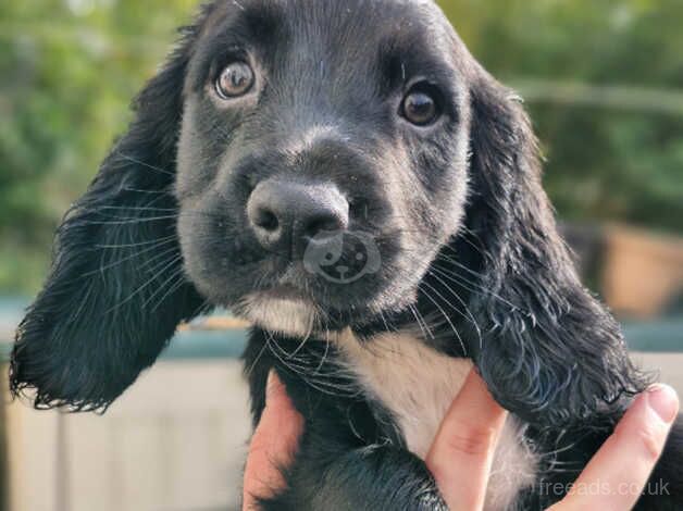 11 week old puppies for sale in Harrogate, North Yorkshire - Image 2