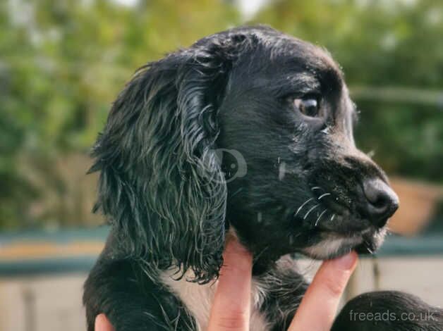 11 week old puppies for sale in Harrogate, North Yorkshire - Image 3