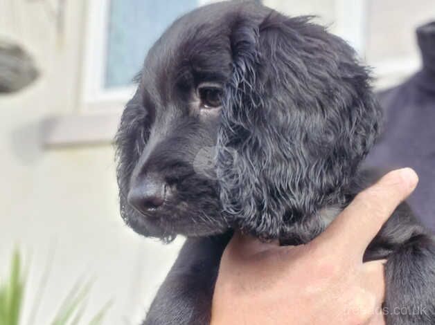 11 week old puppies for sale in Harrogate, North Yorkshire - Image 4