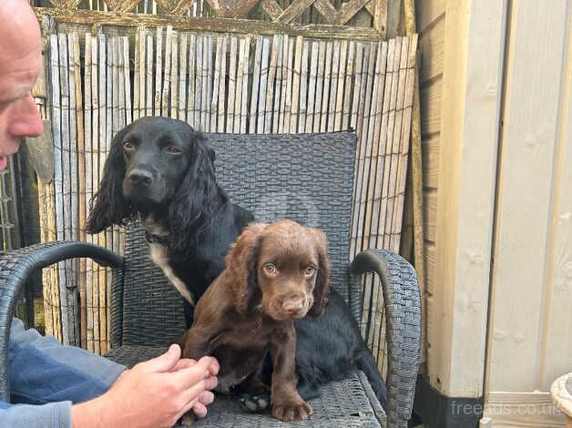 11 week old puppies for sale in Harrogate, North Yorkshire - Image 5