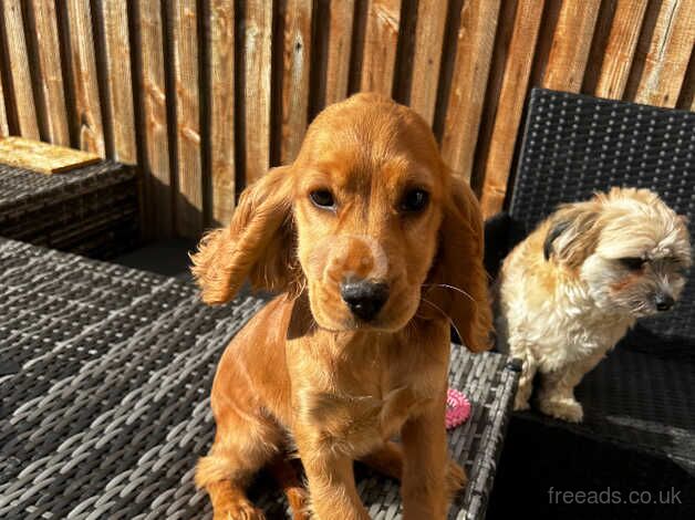 11 week old show cocker for sale in Crewe, Cheshire - Image 1