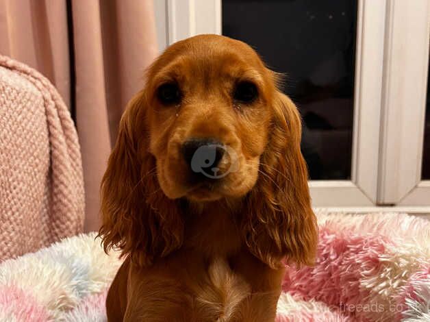 11 week old show cocker for sale in Crewe, Cheshire - Image 3