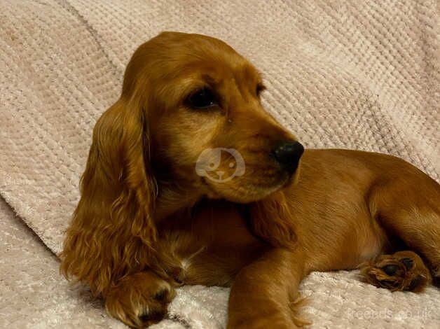 11 week old show cocker for sale in Crewe, Cheshire - Image 4