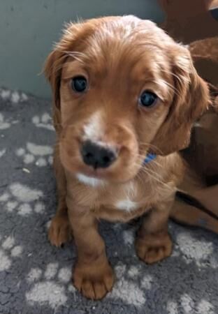 11 Wk Old (working type) Cocker Spaniel Puppy Looking For A for sale in Tadcaster, North Yorkshire