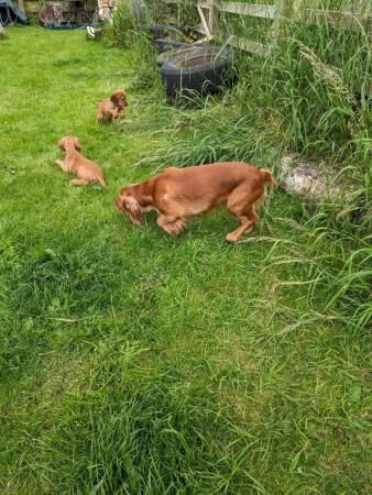 11 Wk Old (working type) Cocker Spaniel Puppy Looking For A for sale in Tadcaster, North Yorkshire - Image 2