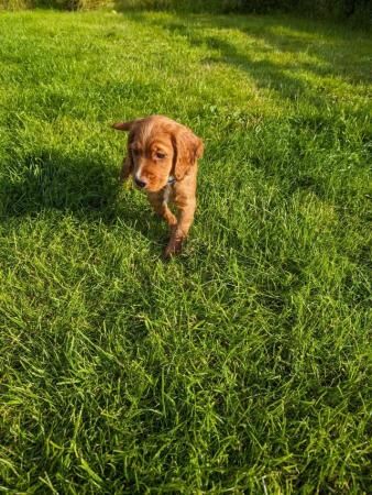 11 Wk Old (working type) Cocker Spaniel Puppy Looking For A for sale in Tadcaster, North Yorkshire - Image 3