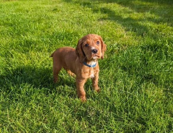 11 Wk Old (working type) Cocker Spaniel Puppy Looking For A for sale in Tadcaster, North Yorkshire - Image 5
