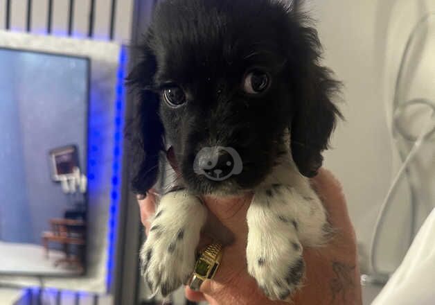 11w stunning cocker spaniel for sale in Walsall, West Midlands