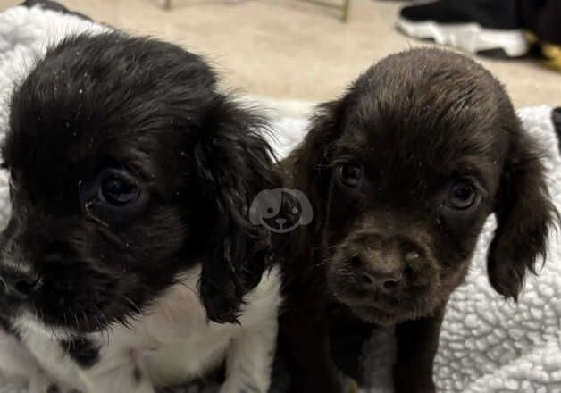 11w stunning cocker spaniel for sale in Walsall, West Midlands - Image 2