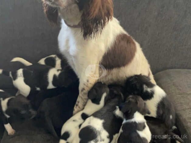 12 beautiful Springer spaniel x Akita puppies looking for their forever homes for sale in Canterbury, Kent