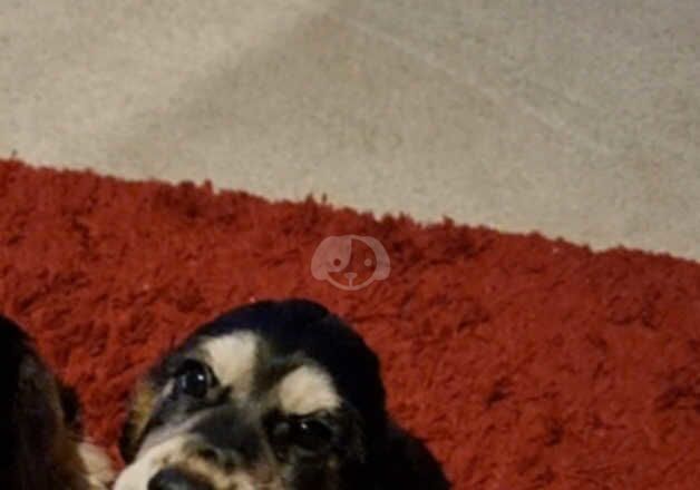 Cocker Spaniel Puppies for sale