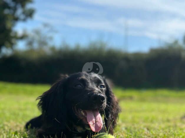 17 month old cocker spaniel for sale in Chapel St Leonards, Lincolnshire