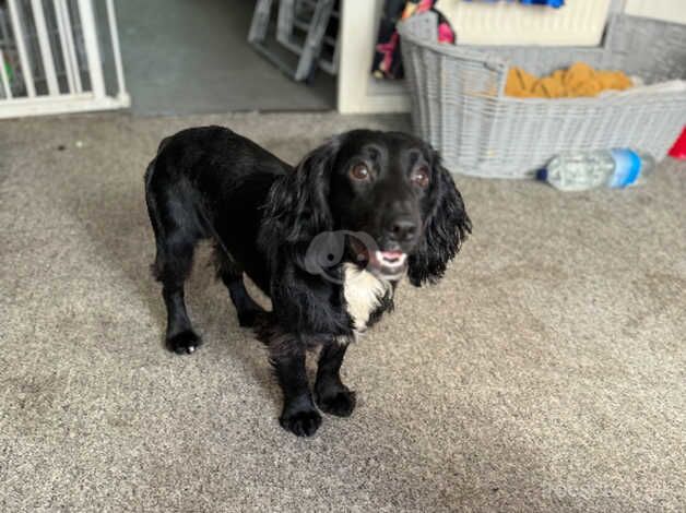 17 month old cocker spaniel for sale in Chapel St Leonards, Lincolnshire - Image 3