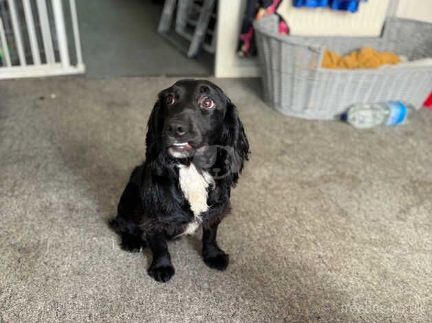 17 month old cocker spaniel for sale in Chapel St Leonards, Lincolnshire - Image 4