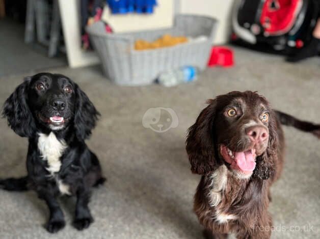 17 month old cocker spaniel for sale in Chapel St Leonards, Lincolnshire - Image 5