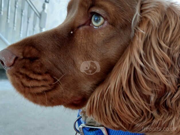 Cocker Spaniel Puppies For Sale Under £1,000