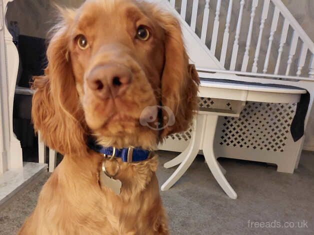 17 month old Red cocker Spaniel for sale in Walsall, West Midlands - Image 3