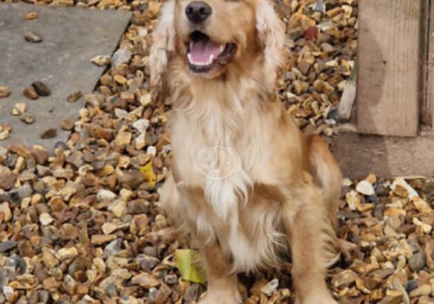 18 month old bitch for sale in Warminster, Wiltshire