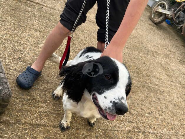 18 month out spaniel boy for sale in Chelmsford, Essex - Image 1