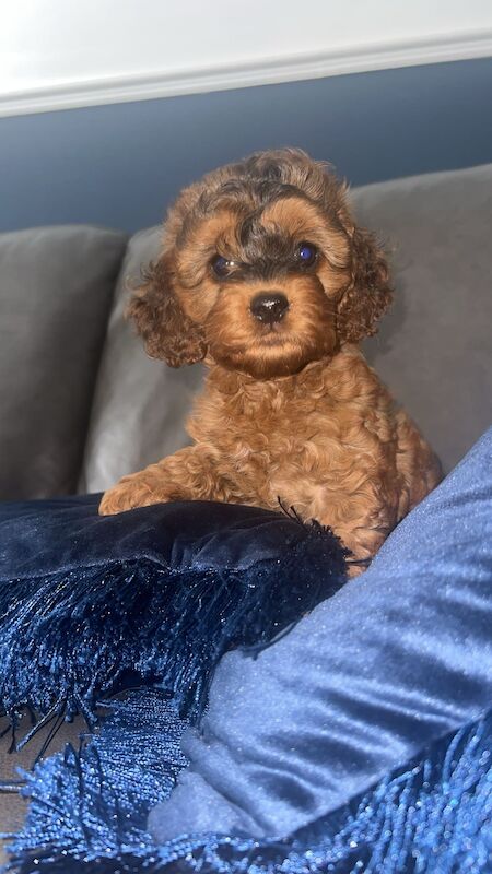 1female f1 cockerpoo's ready now for sale in Worksop, Nottinghamshire