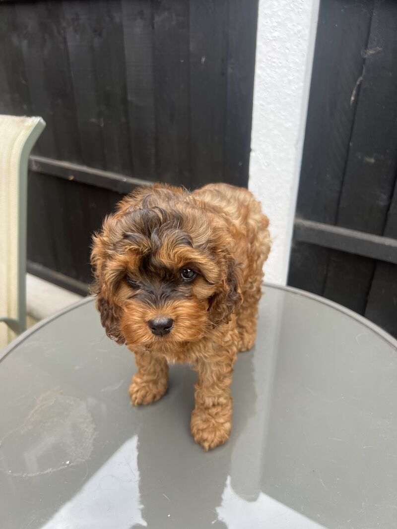 1female f1 cockerpoo's ready now for sale in Worksop, Nottinghamshire