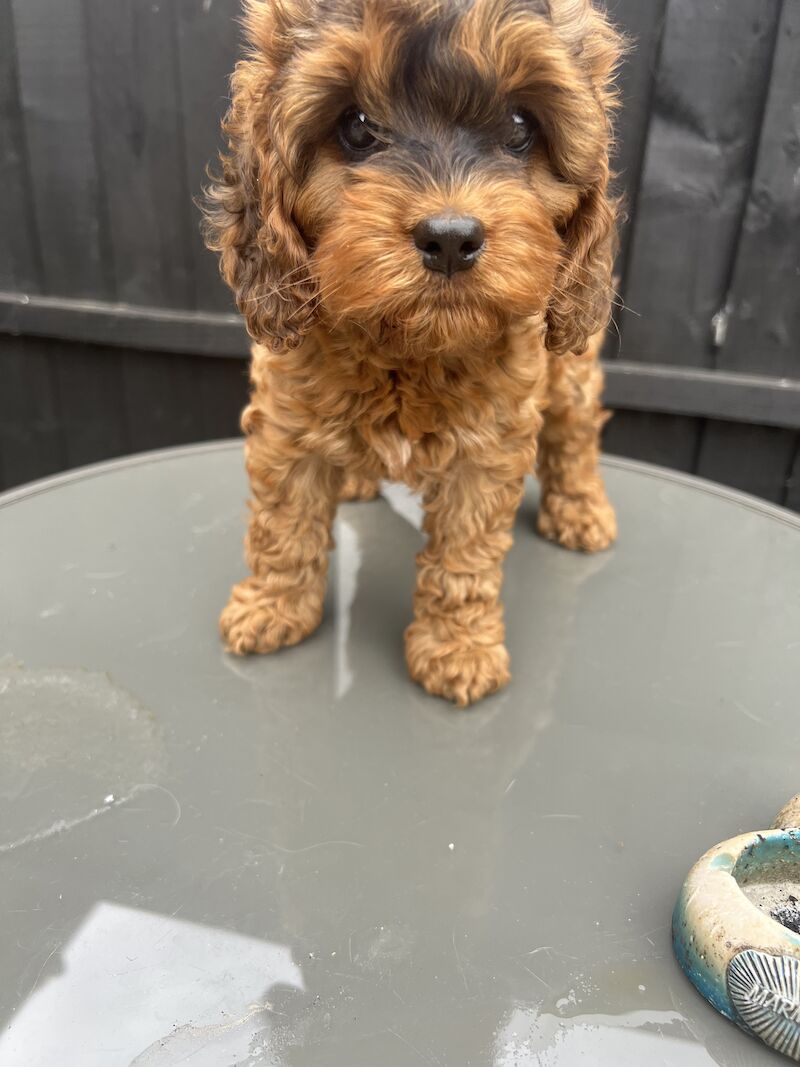 1female f1 cockerpoo's ready now for sale in Worksop, Nottinghamshire - Image 4