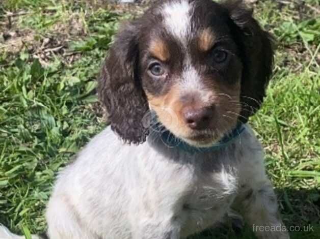 2 beautiful boys left cocker spaniel for sale in Burbage, Leicestershire