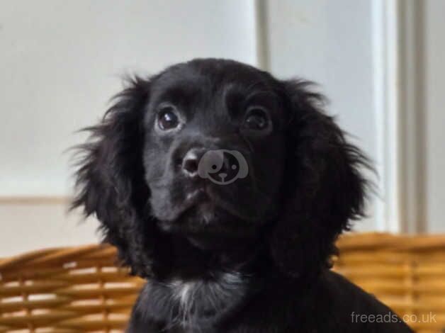 2 black cocker spaniels for sale in Farnham, North Yorkshire