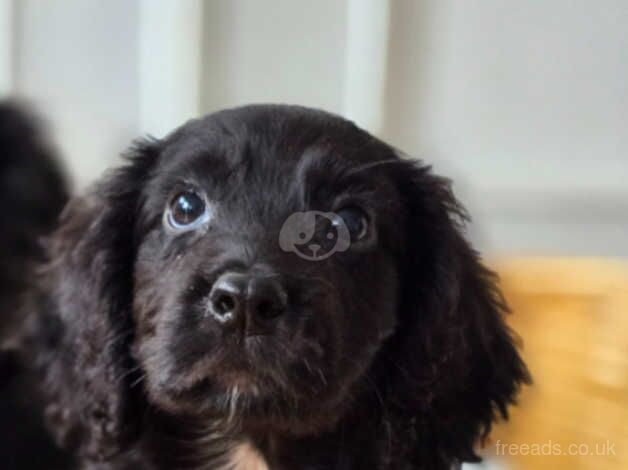 2 black cocker spaniels for sale in Farnham, North Yorkshire - Image 2