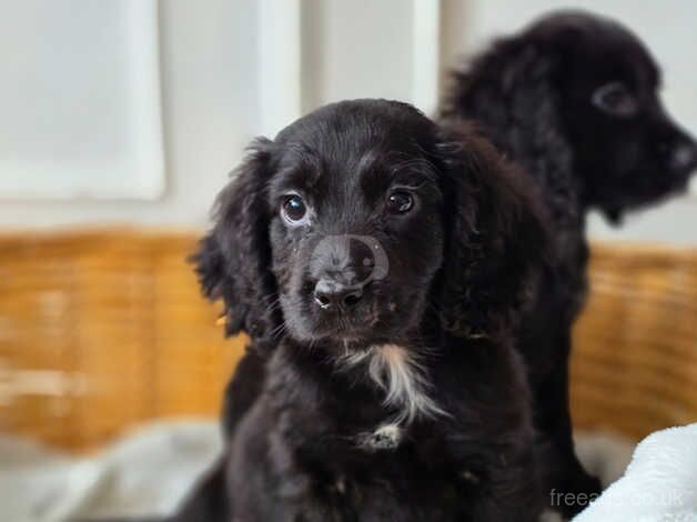 2 black cocker spaniels for sale in Farnham, North Yorkshire - Image 3