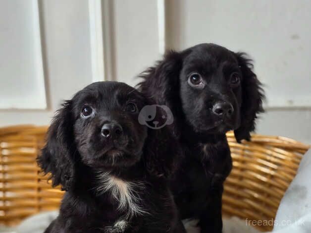 2 black cocker spaniels for sale in Farnham, North Yorkshire - Image 4