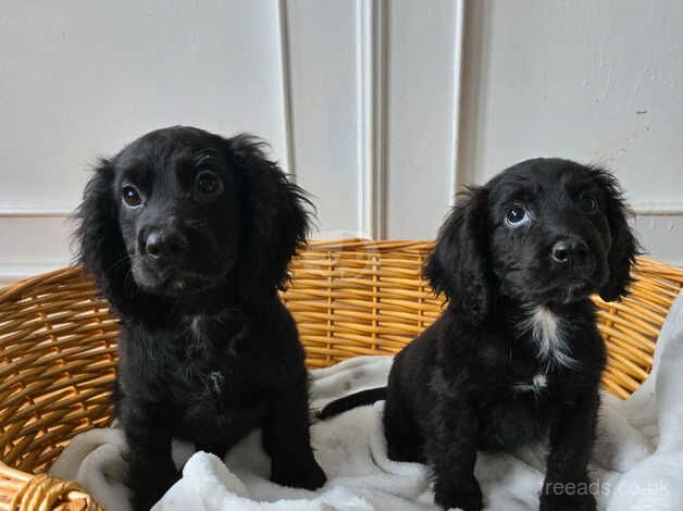 2 black cocker spaniels for sale in Farnham, North Yorkshire - Image 5