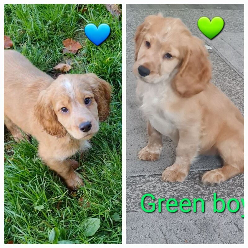 2 boys left READY NOW DNA health tested pups for sale in Swanley, Kent