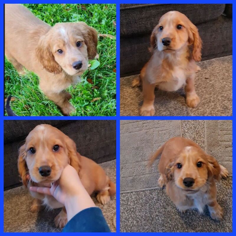 Cocker Spaniel Puppies for sale in Kent