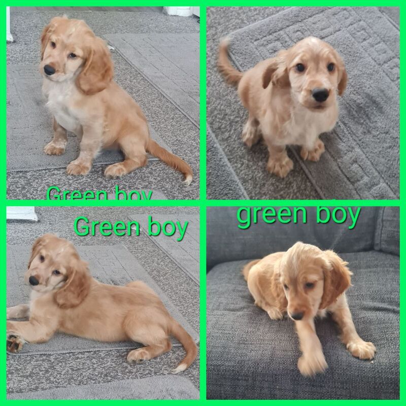 Cocker Spaniel Puppies for sale