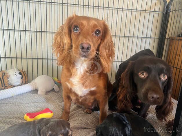 2 cocker spaniel bitches FTCh KC registered for sale in Melrose, Scottish Borders