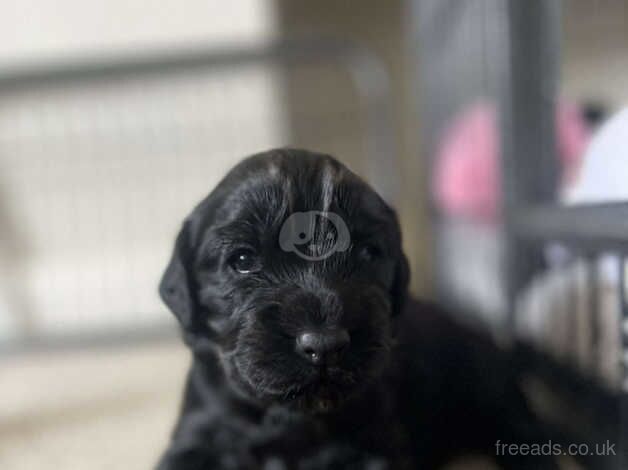 Cocker Spaniel Puppies for sale in Scottish Borders