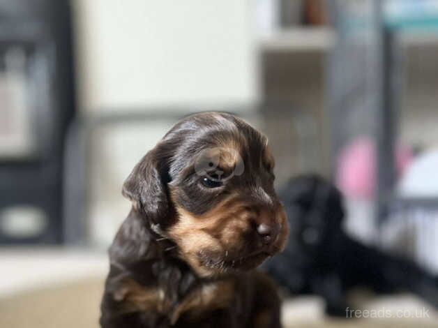 Cocker Spaniel Puppies for sale