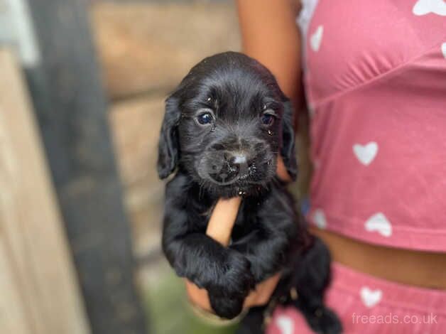 2 cocker spaniel boys for sale in Slough, Powys