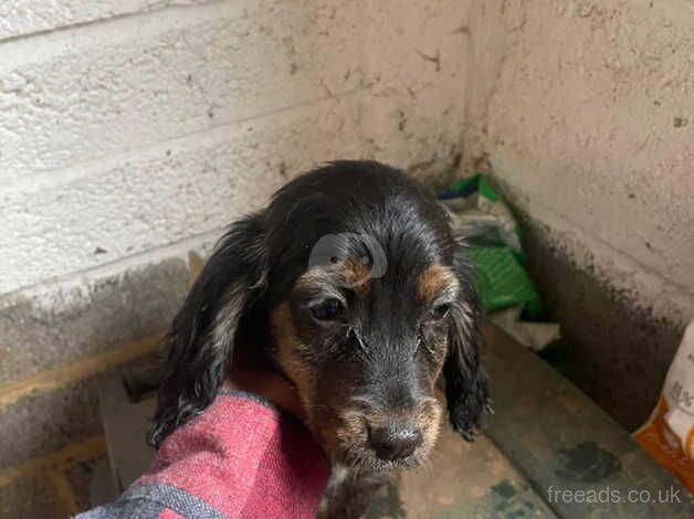 Cocker Spaniel Puppies for sale in Powys