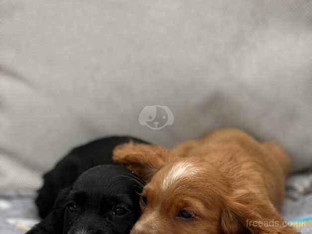 2 cocker spaniel boys for sale in York, Lancashire