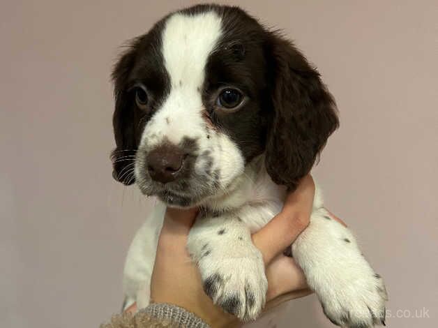 2 cocker spaniel females for sale in Crewe, Cheshire