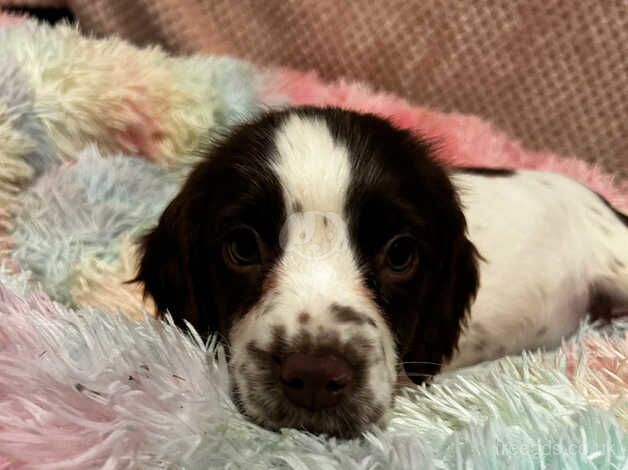 2 cocker spaniel females for sale in Crewe, Cheshire - Image 2