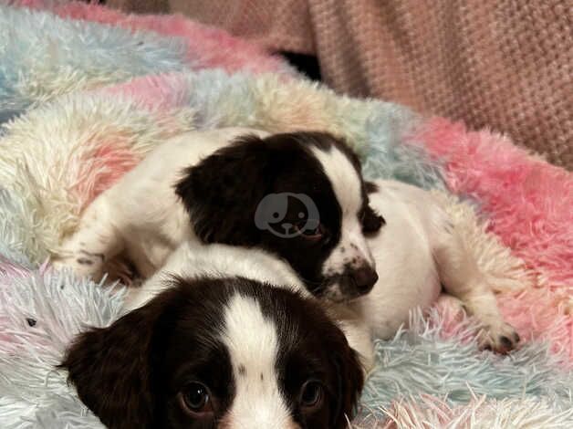 2 cocker spaniel females for sale in Crewe, Cheshire - Image 3