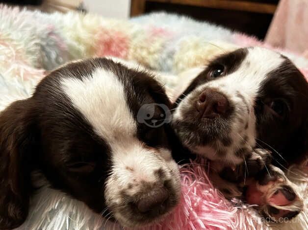 2 cocker spaniel females for sale in Crewe, Cheshire - Image 5