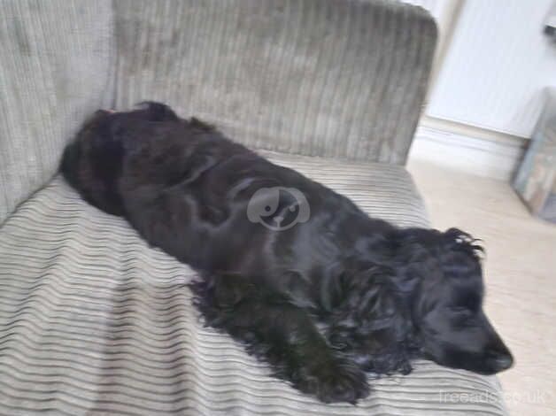 2 cocker spaniels looking for a loving home for sale in Pontypool/Pont-y-pwl, Torfaen - Image 4