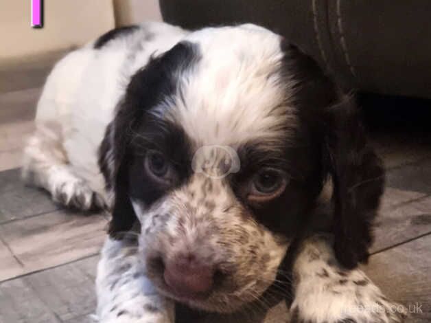 2 Female Cocker Spaniel Puppies for sale in Leven, Fife