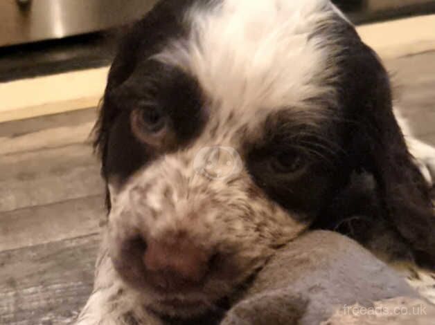 2 Female Cocker Spaniel Puppies for sale in Leven, Fife - Image 2