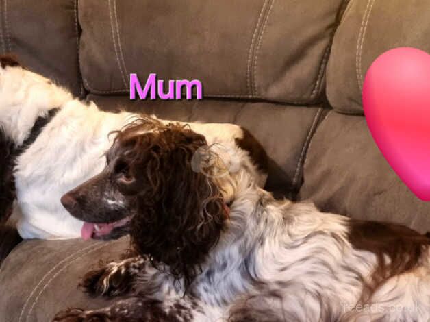 2 Female Cocker Spaniel Puppies for sale in Leven, Fife - Image 3